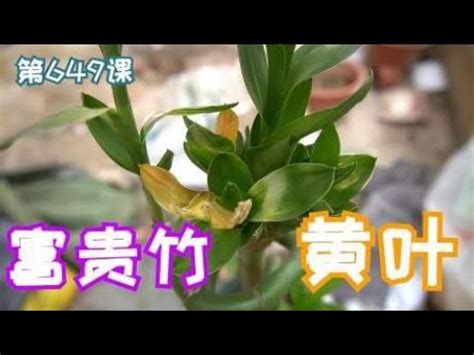 萬年青莖變黃|為什麼萬年青（幸運竹）會變黃枯死，該如何照顧？